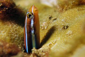 Plagiotremus rhinorhynchos