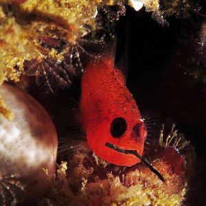 Trimma okinawae
