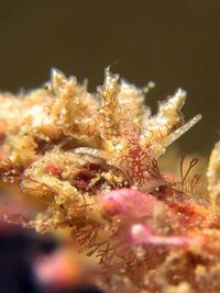 豆豆科海蛞蝓