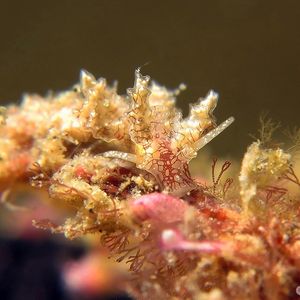 豆豆科海蛞蝓