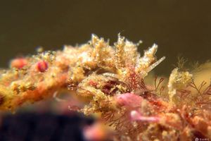 Kabeiro rubroreticulata