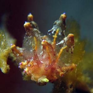 Eubranchus leopoldoi