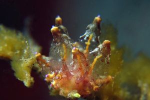 Eubranchus leopoldoi