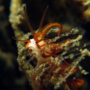 Trinchesia acinosa