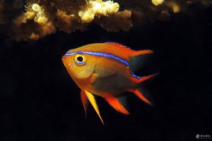 Neoglyphidodon crossi