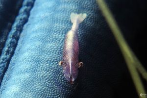 Zenopontonia soror