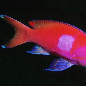 Pseudanthias pleurotaenia