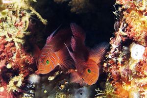 Priolepis nuchifasciatus