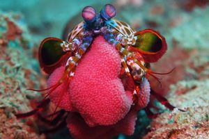 Odontodactylus scyllarus