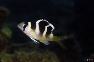 Monotaxis grandoculis