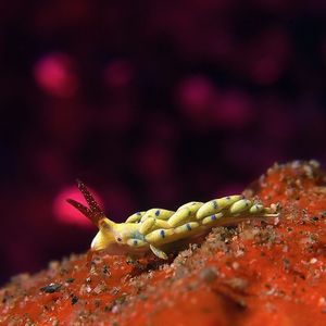 Trinchesia