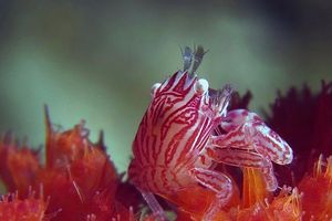 Lissoporcellana quadrilobata