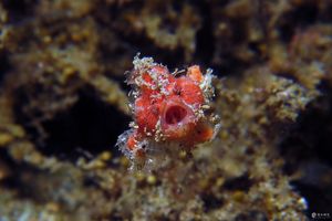 Abantennarius nummifer