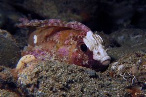 Paracentropogon longispinis