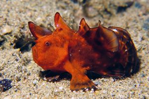 Antennarius maculatus