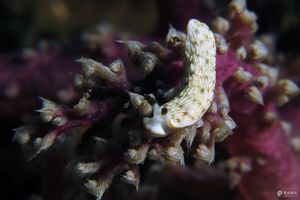 Dermatobranchus otome