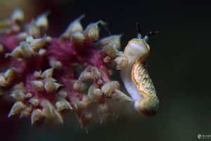 Dermatobranchus otome