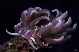 Phyllodesmium magnum