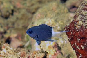 Chromis margaritifer