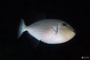 Xanthichthys auromarginatus