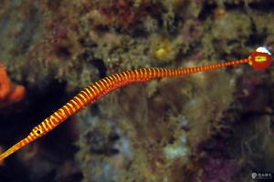 Dunckerocampus pessuliferus