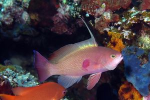 Pseudanthias squamipinnis