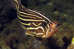 Grammistes sexlineatus