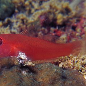 Trimma benjamini