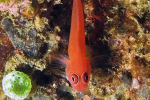 Trimma benjamini