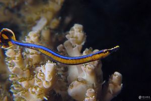 Doryrhamphus japonicus