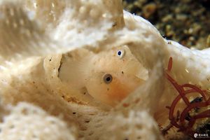 Sueviota bryozophila