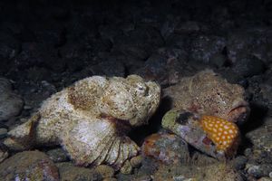 Scorpaenopsis diabolus