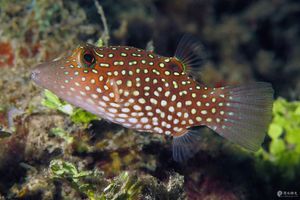 Canthigaster amboinensis