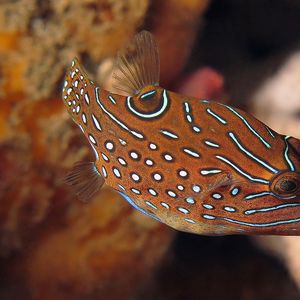 Canthigaster papua