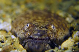 Brachysomophis cirrocheilos