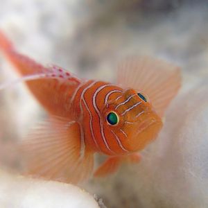 Priolepis vexilla