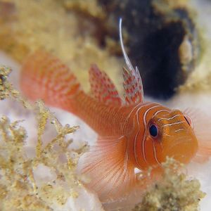 Priolepis vexilla