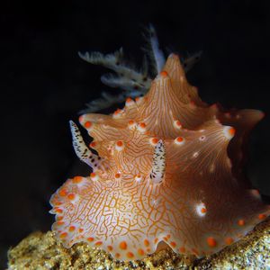 Halgerda batangas
