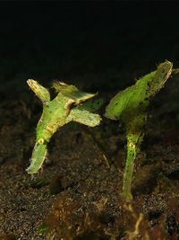 蓝鳍剃刀鱼
