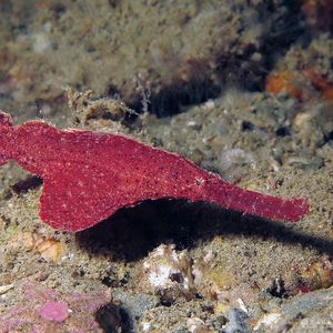 Solenostomus cyanopterus