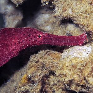 Solenostomus cyanopterus