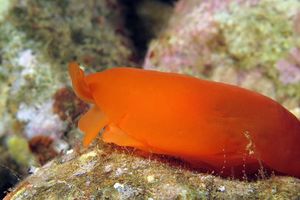 Berthellina quadridens