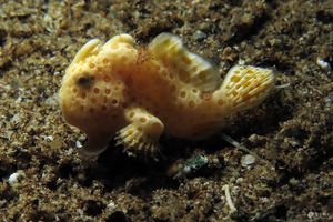 Antennarius pictus