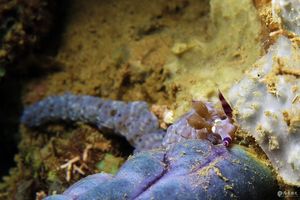 Pteraeolidia semperi