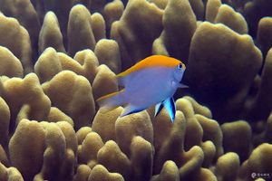 Neoglyphidodon melas