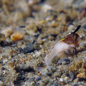 Dactylopus kuiteri