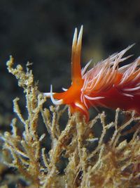 未被描述的灰翼海蛞蝓