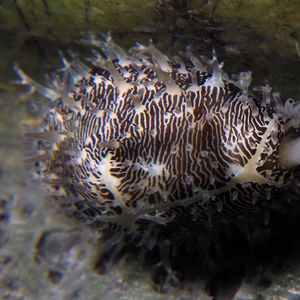 Monetaria moneta