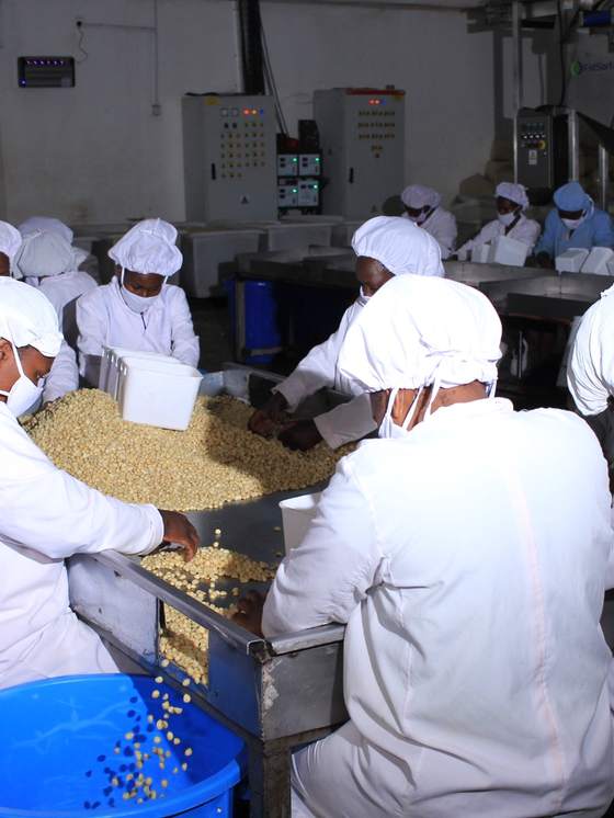 Quality technician grading kernel samples