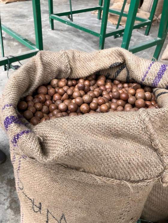 Sacks of nut-in-shell received at the warehouse